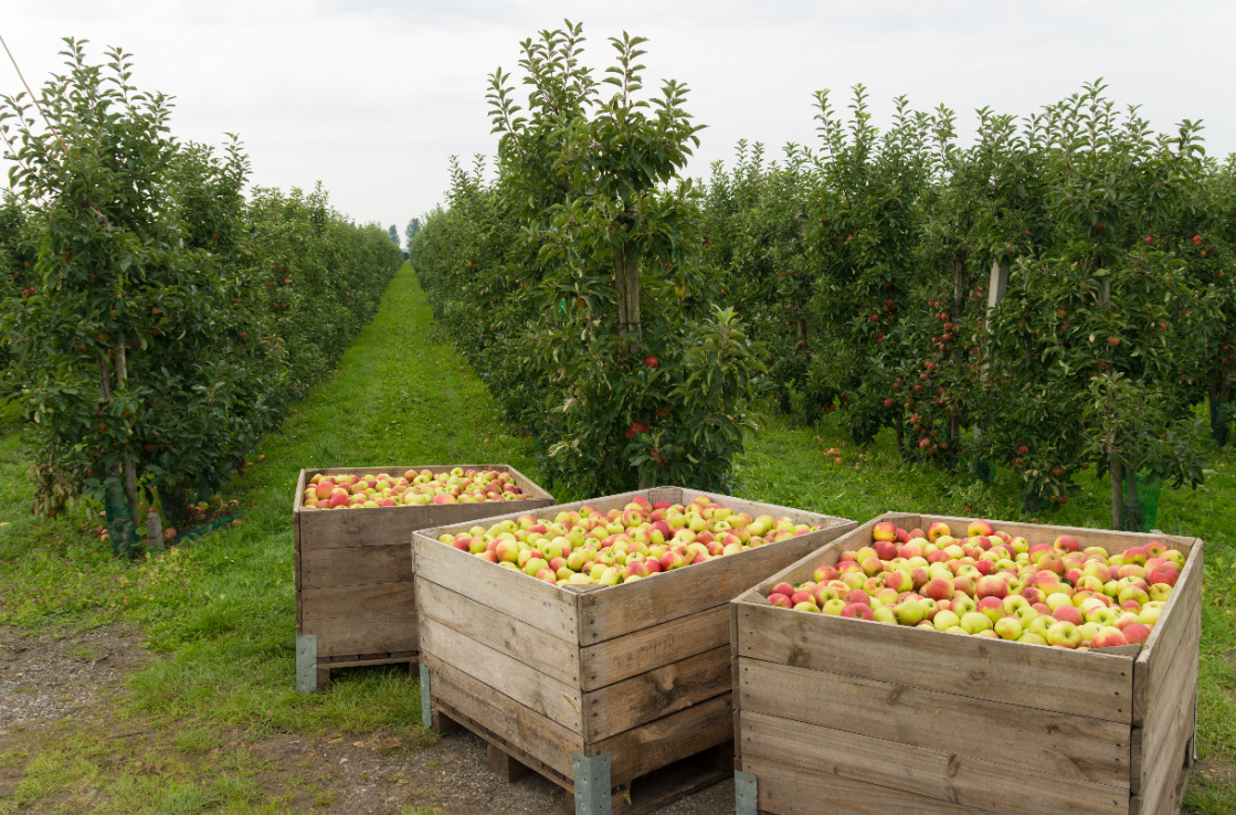 crates of apples